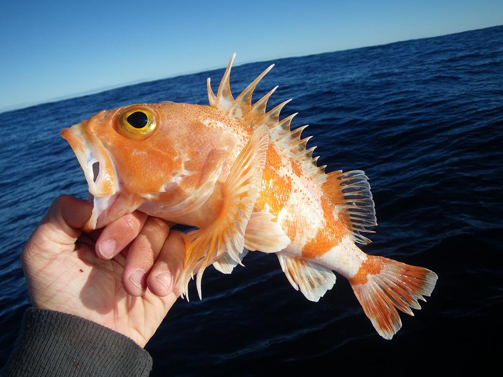 Ocean Perch Fishes
