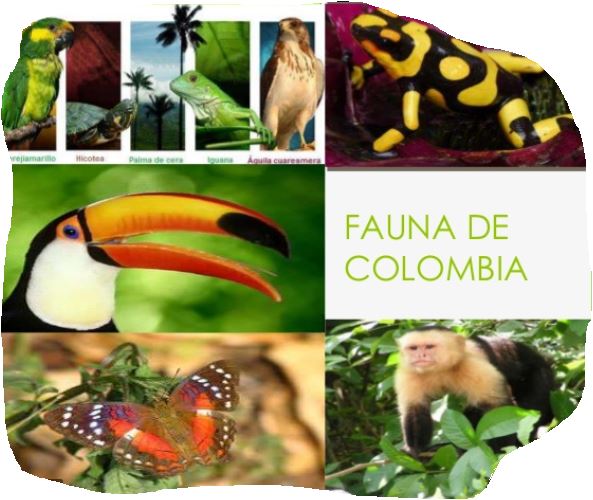 Fauna de Colombia