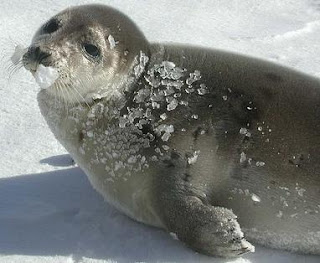 Foca en invierno con hielo en el cuerpo Foca en invierno con hielo en el cuerpo