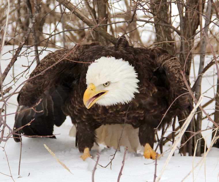 Four legged friends (and enemies): Bald eagle rescued in Mora, Minnesota