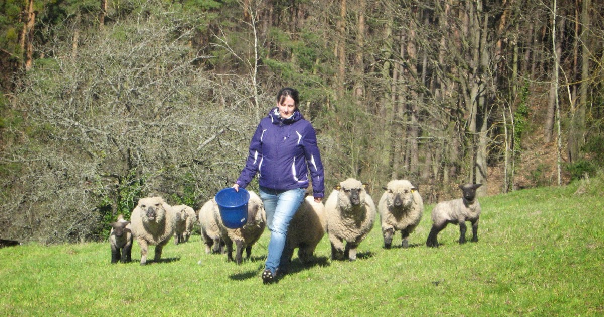 Das Schafgeblök Fellverlust und Euterentzündung