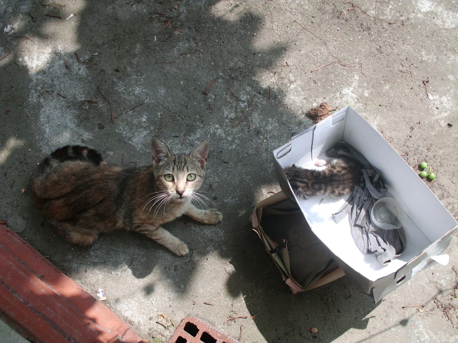 SWOTPISCES BAHÇEDEKİ YAVRU KEDİ&hellip; )