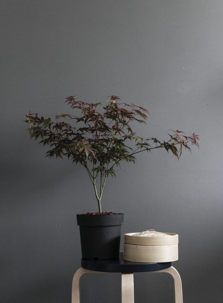 time of the aquarius: Japanese maple