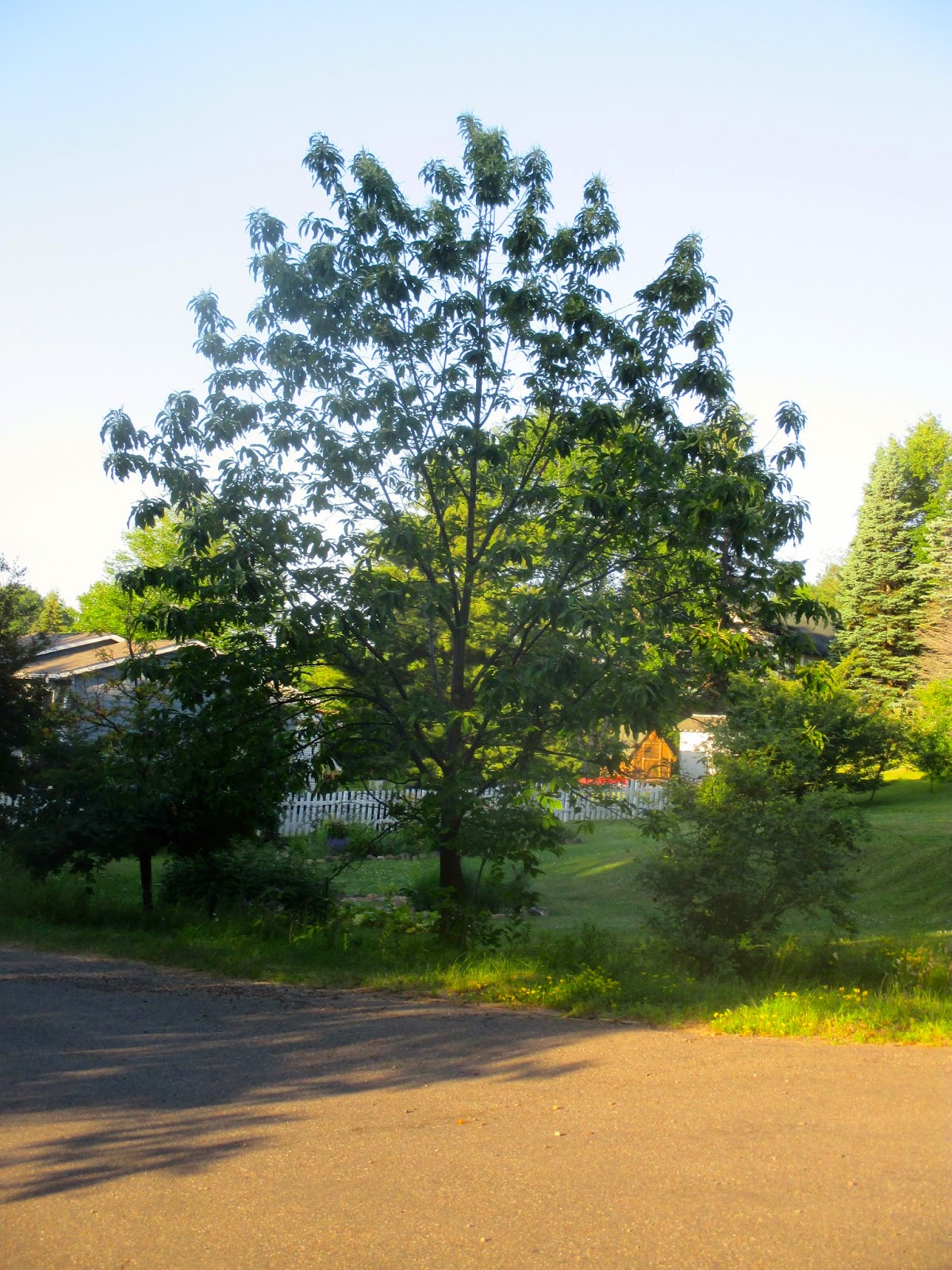 Art's Bayfield Almanac BAYFIELD'S RARE AND ENDANGERED AMERICAN