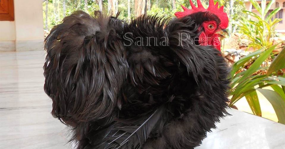 Game Pigeon 8 Balls Game Pigeon 8 Balls