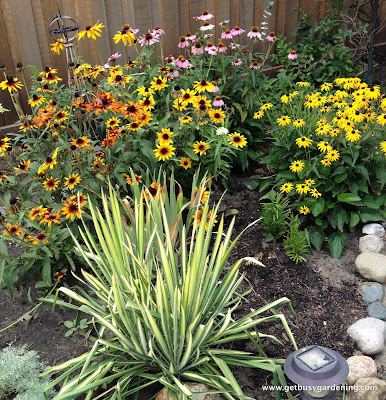 Late summer blooming perennials