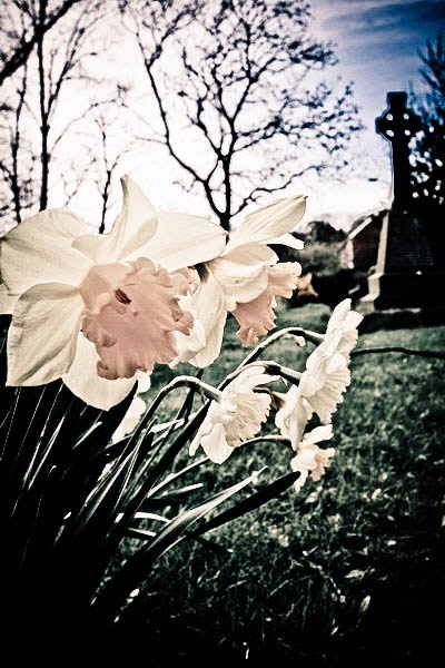 Picture of Churchyard Flowers Wortley Leeds Churchyard Flowers Wortley Leeds