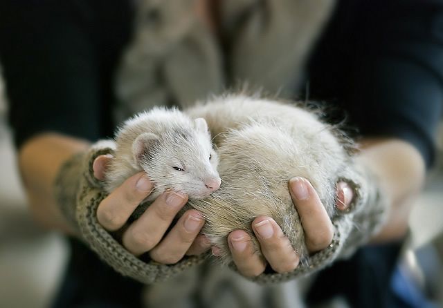 BABY FERRET ( beautiful beauties ).