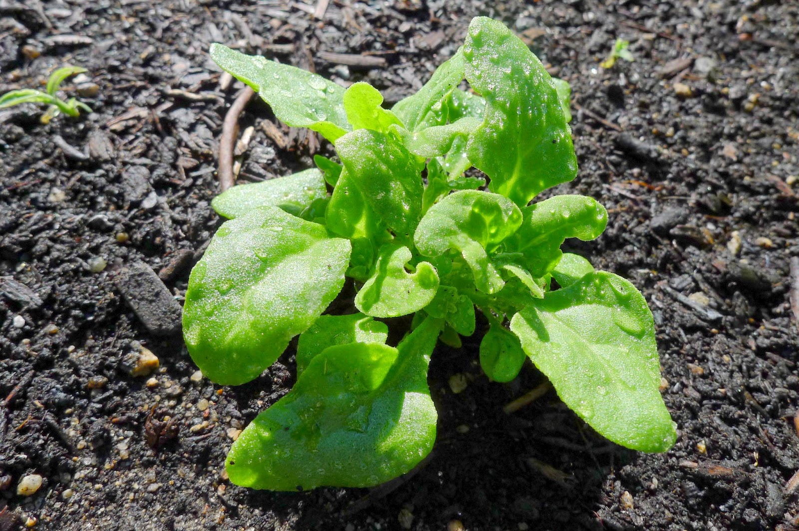 New Zealand Spinach, using vegetables in an edible landscape