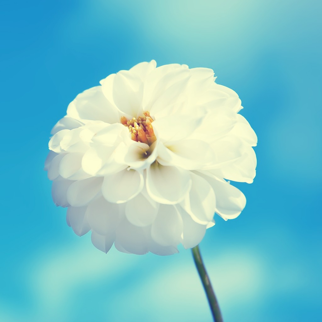 http://4.bp.blogspot.com/-fg_cUaMjy0s/T8HNyGZhunI/AAAAAAAAF28/bkrD8py-KtA/s1600/Download-Best-10-iPad-3-HD-Wallpapers-4.jpg