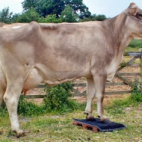 gambar peternakan sapi gambar peternakan sapi