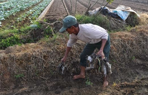 Rice farmers in Vietnam helped by 'Rat King'