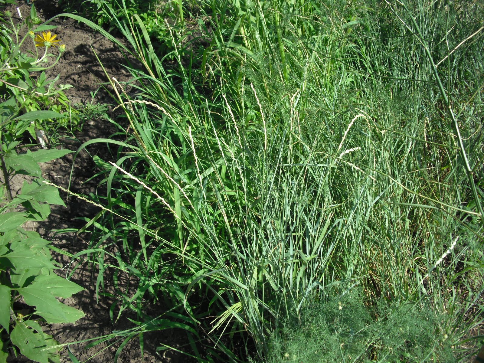 The Perennial Agriculturalist intermediate wheat grass and wheat
