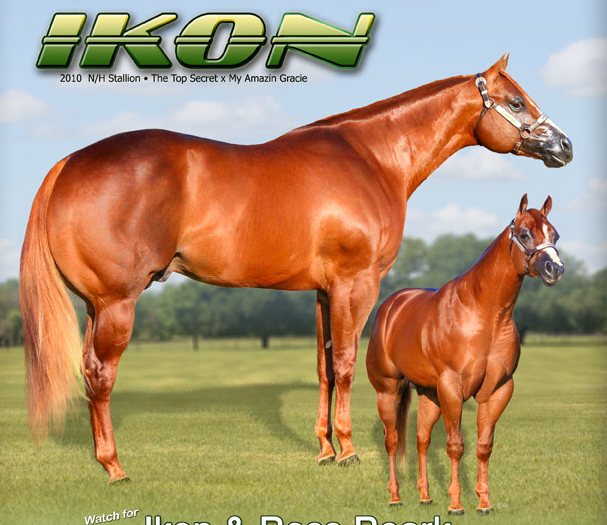 The gallery for > Impressive Horse Hypp