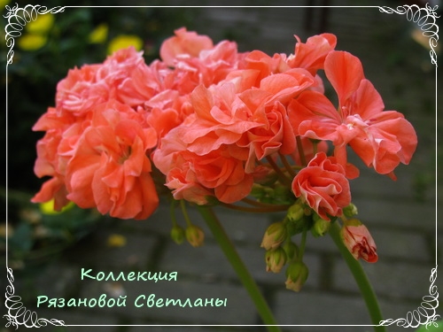 Какие цветы и в какое время года можно выращивать в теплице Цветник - m