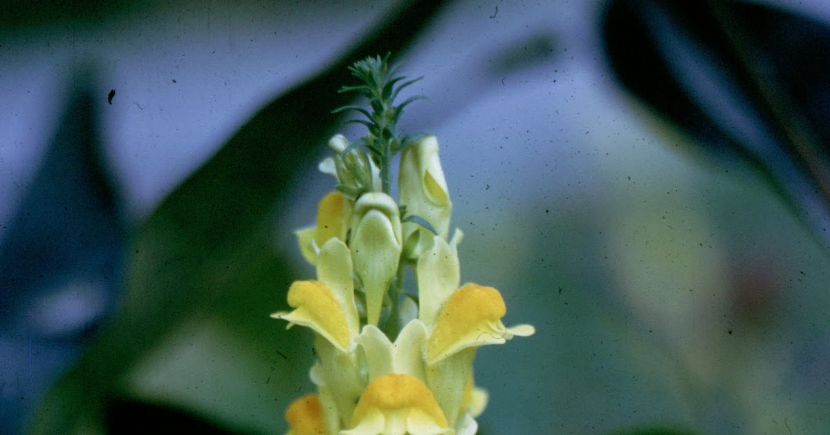 Botany Professor Whatever Became of the Snapdragon Family?