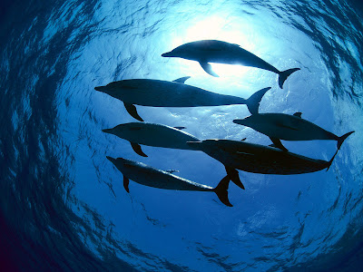 معلومات شاملة عن الدولفين %255BWallpaperHD%255DAtlantic+Spotted+Dolphins+Bahamas