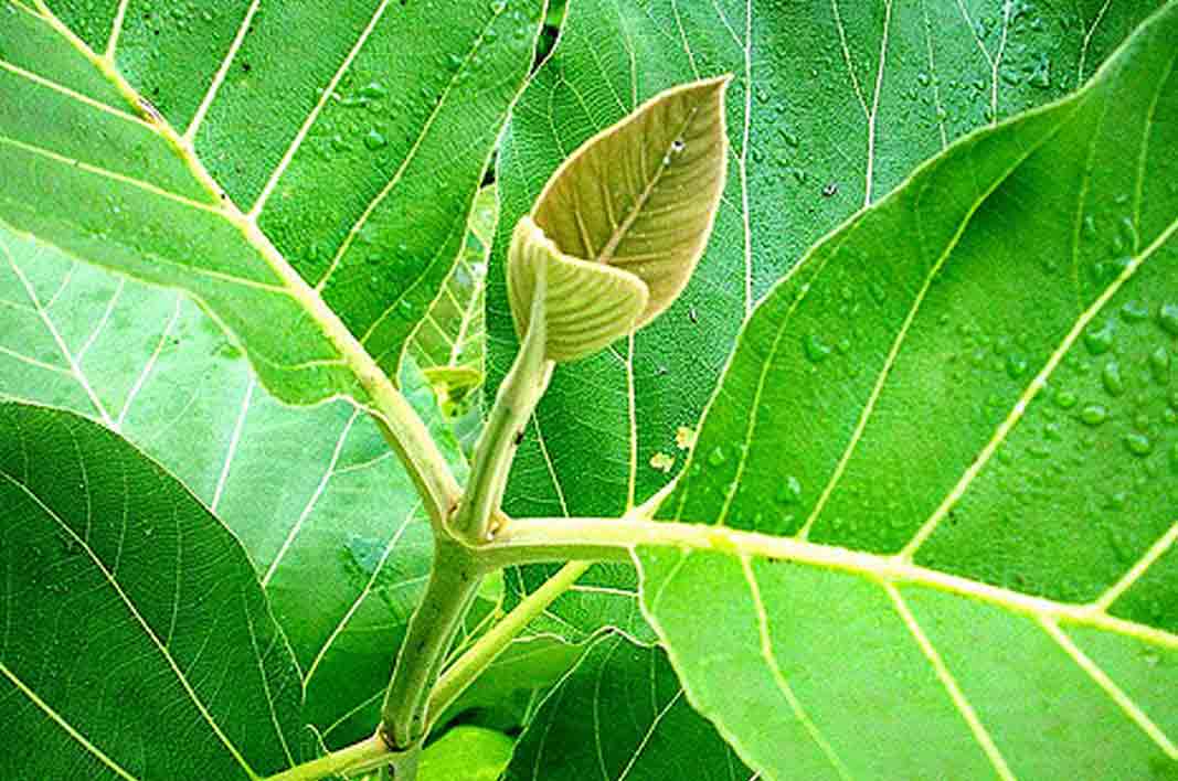 Common Teak Facts And Health Benefits edu.svet.gob.gt