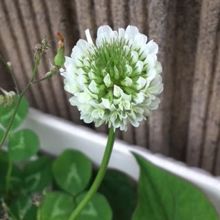 カフェモンサンルー ブログ 仙台 上杉 クローバーの鉢植え