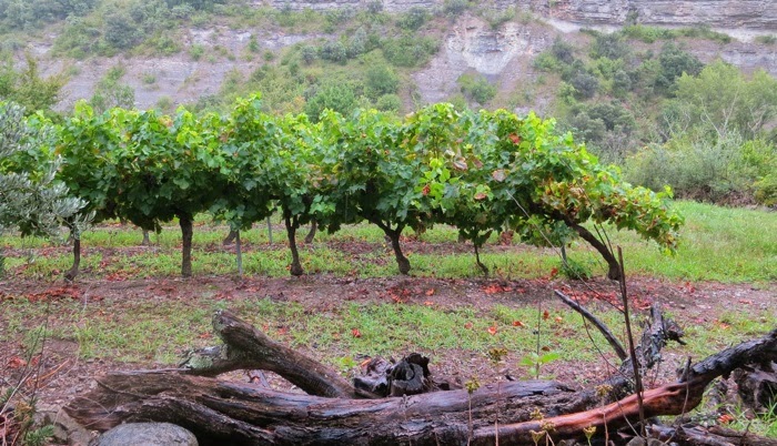 Vignes Vignes