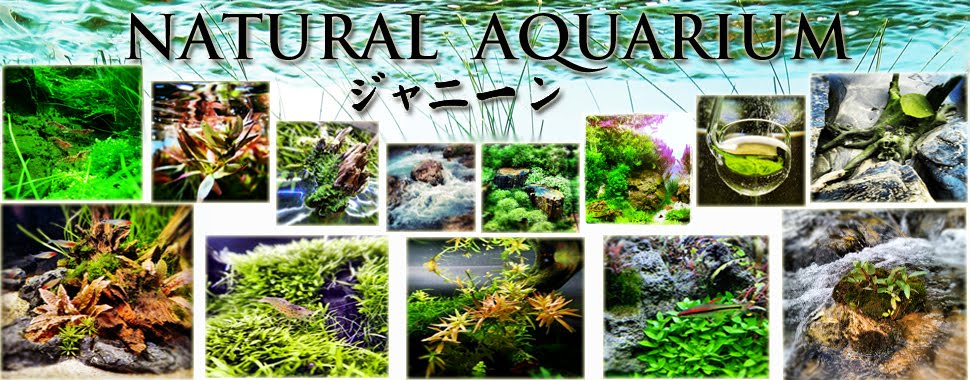 Natural Aquarium