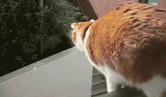 Funny cats - part 95 (40 pics + 10 gifs), cat gifs, cat parkour jumps from balcony to wall