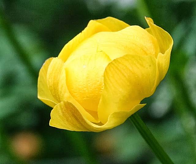 Flower Homes Counties Flowers of Northern Ireland