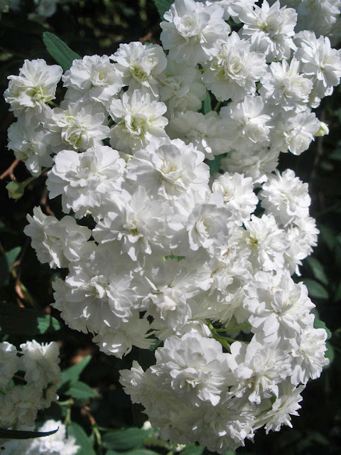 Bridle Wreath Spirea