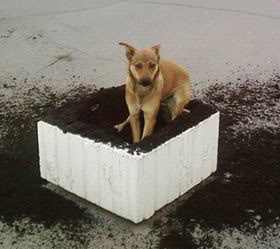 How to Stop Dog from Digging Holes How to Stop Dog from Digging Holes
