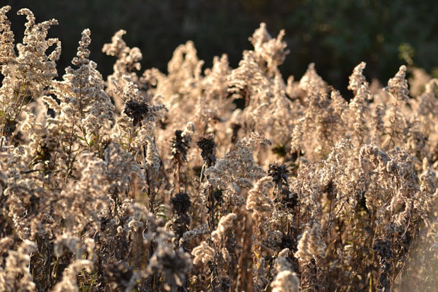 Goldenrod bunch galls