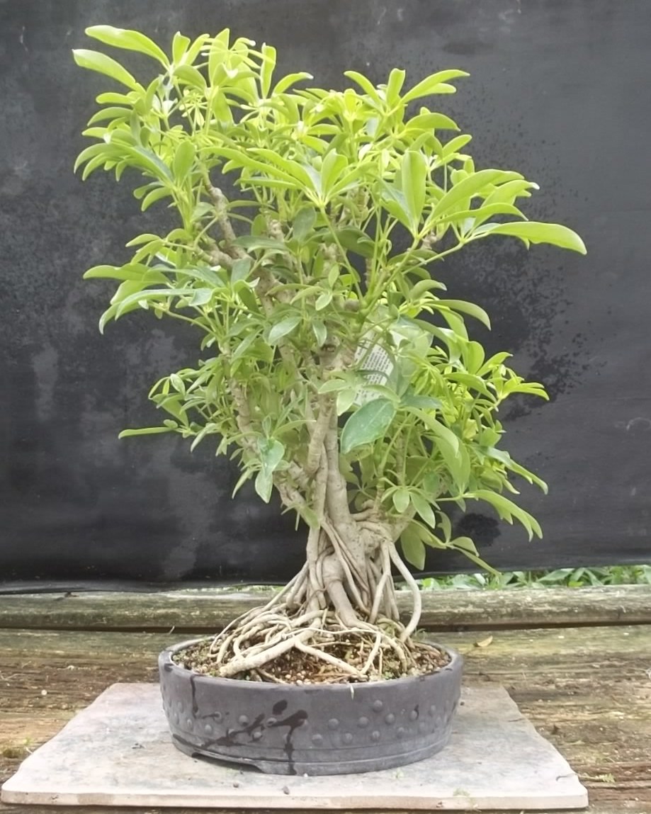 Bonsai Beginnings 50 Bonsai Beginnings 50