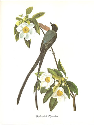 John-James-Audubon-aves-birds-passaros