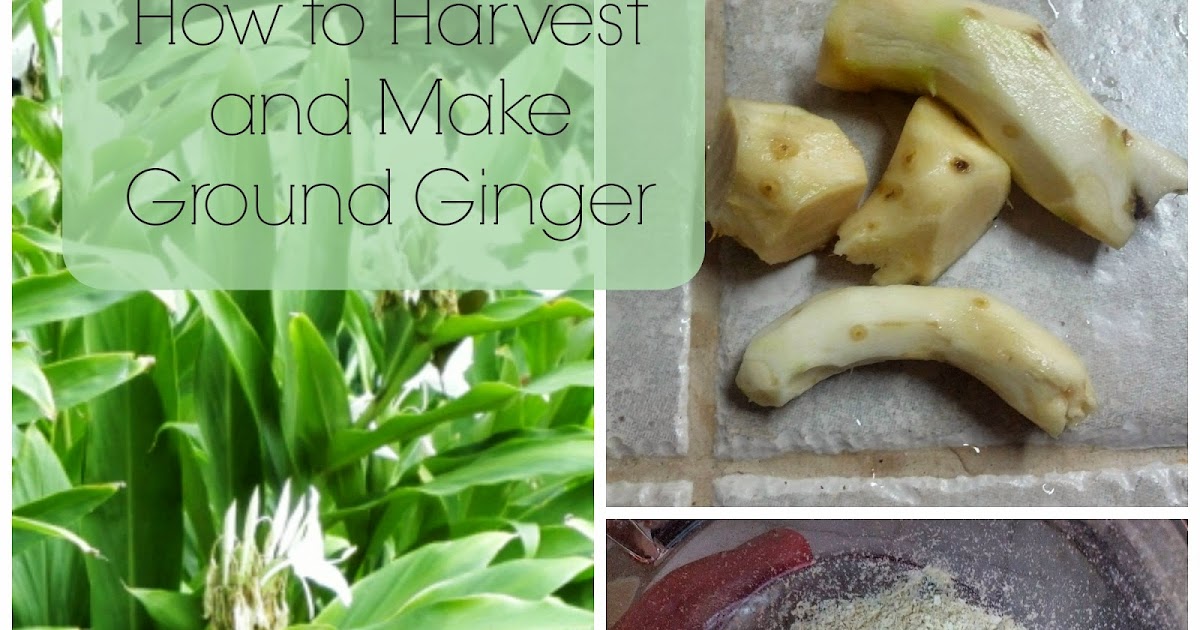 How to Harvest and Make Ground Ginger