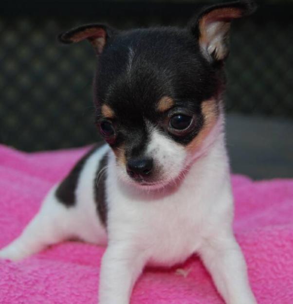 chiwawa puppies puppy dogs chihuahua puppies black and white chiwawa puppies puppy dogs chihuahua puppies black and white
