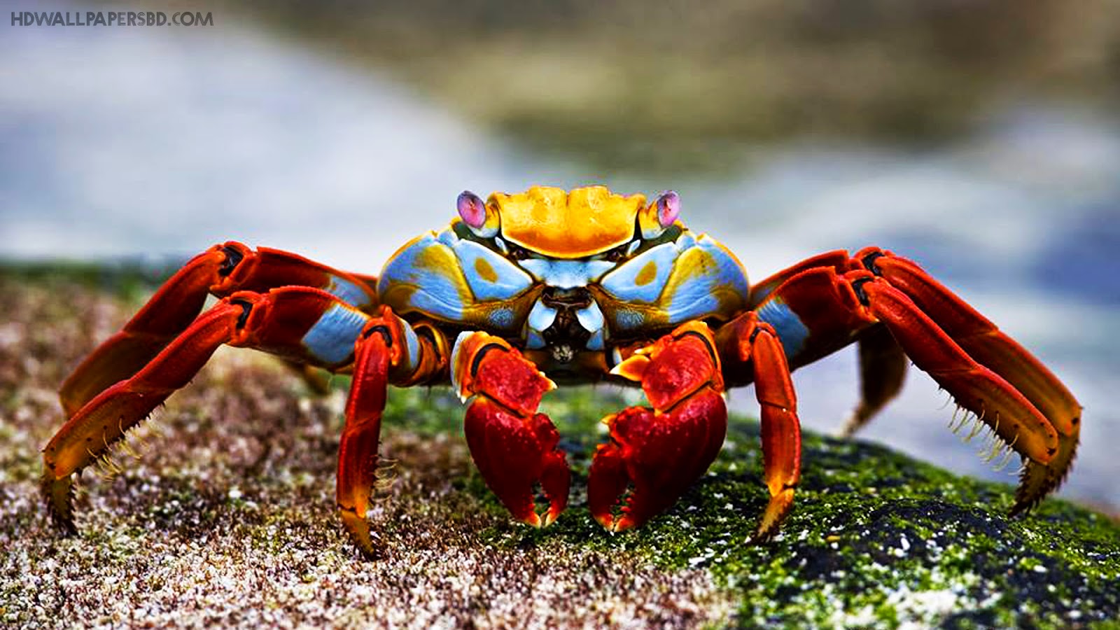 http://www.hdwallpapersbd.com/animals-hdwallpapers-new/a-beautiful-sally-lightfoot-crab