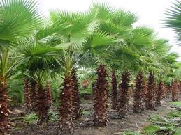 Palma Indonesia Washingtonia Robusta Palem Uban