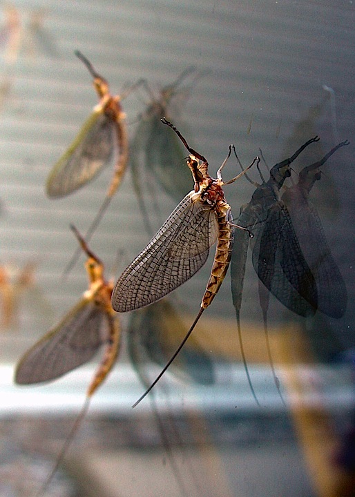 One Man's Wonder How May Flies...For a Mayfly