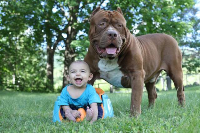 smita pani funfunky the biggest pitbull in the world is babysitting a newborn