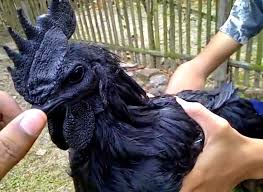 PESUGIHAN AYAM CEMANI