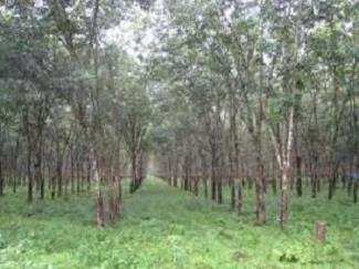 Deforestation by Vietnamese rubber plantations 500,000 hectors by 2030 largest land-grabs ever.