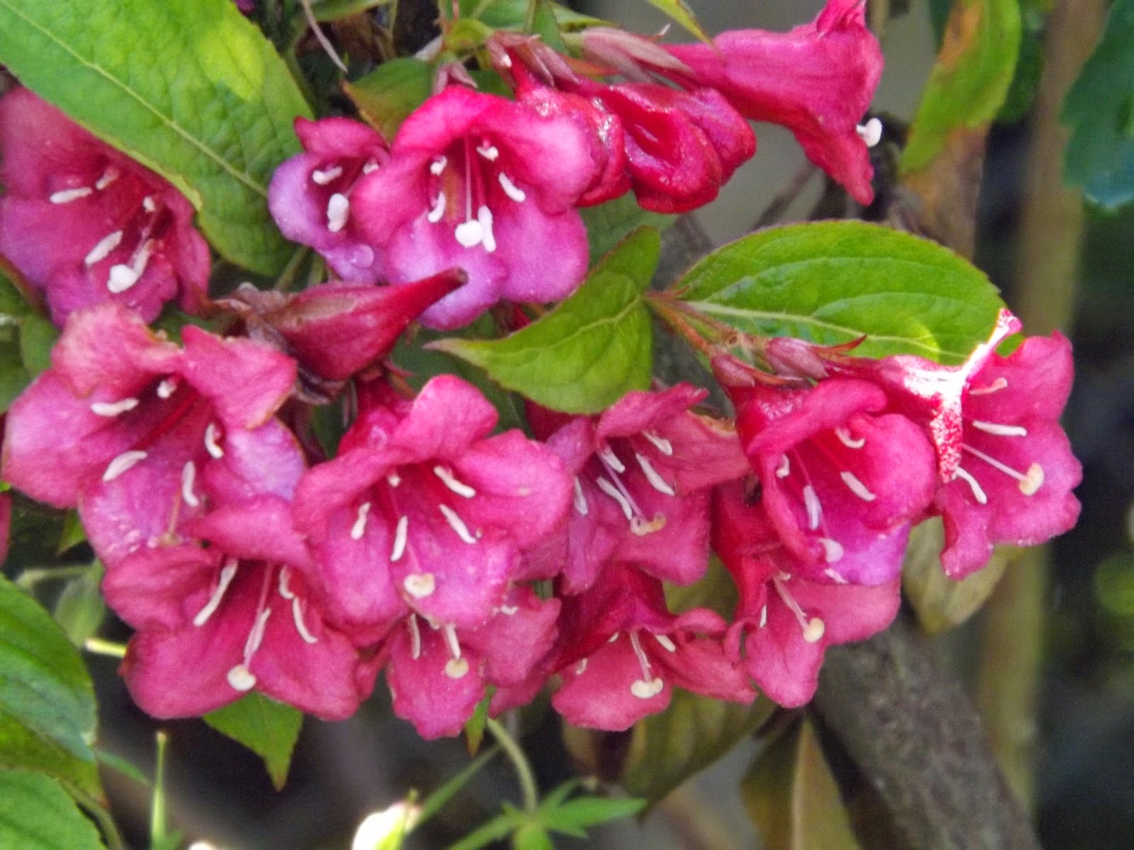 Pin By We Garden Too On Shrubs And Flowering Shrubs Weigela