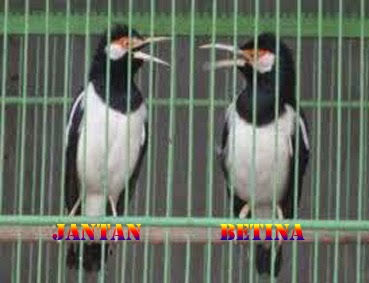 Tips Mengetahui Ciri Jantan Dan Betina Burung Jalak Suren Uren Dunia Burung