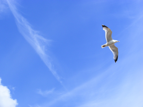 valuable lessons from the life of birds part i akshay