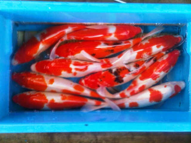 jual ikan koi grosir ikan koi tahun 2014 2015 jual ikan jual ikan koi grosir ikan koi tahun 2014 2015 jual ikan