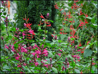http://4.bp.blogspot.com/-flFpiVUc1Jo/VE0iAymiizI/AAAAAAAAEYw/itjlqLh9B0U/s1600/Salvia%2Binvolucrata%2B-%2BPerennial%2Bplants%2Bflower%2Bbed.jpg