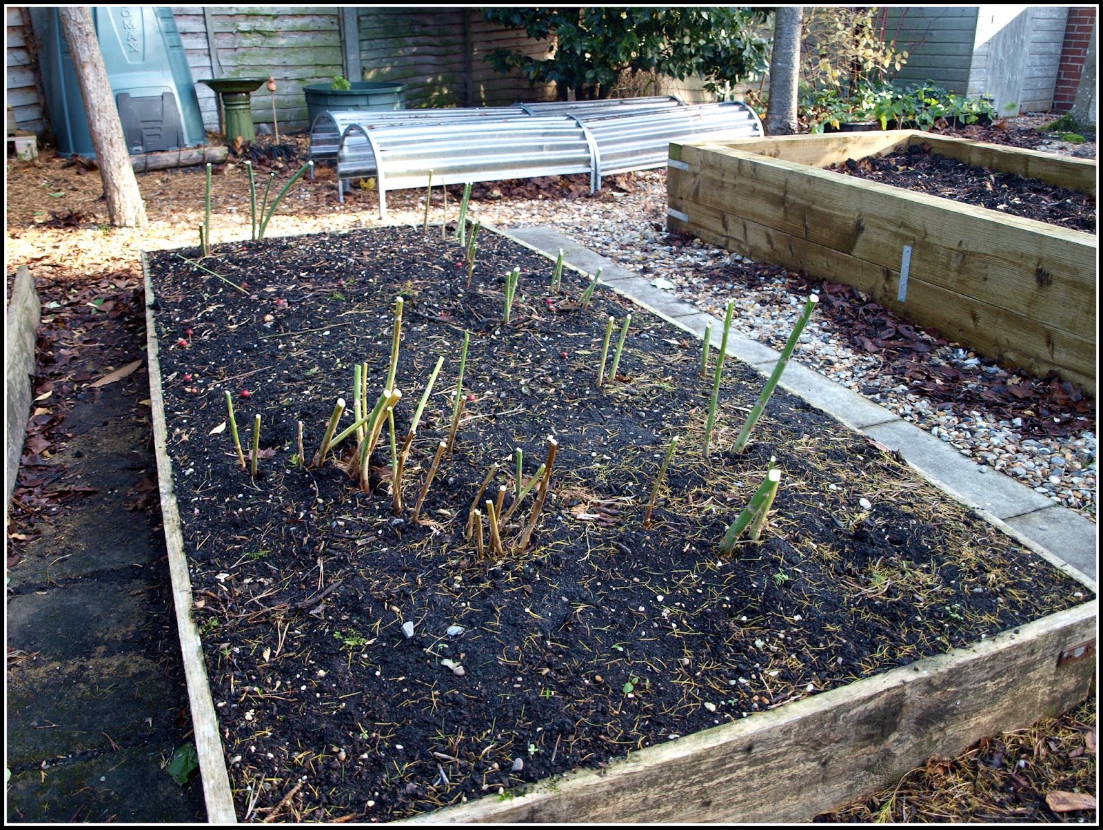 Mark's Veg Plot Putting the Asparagus to bed