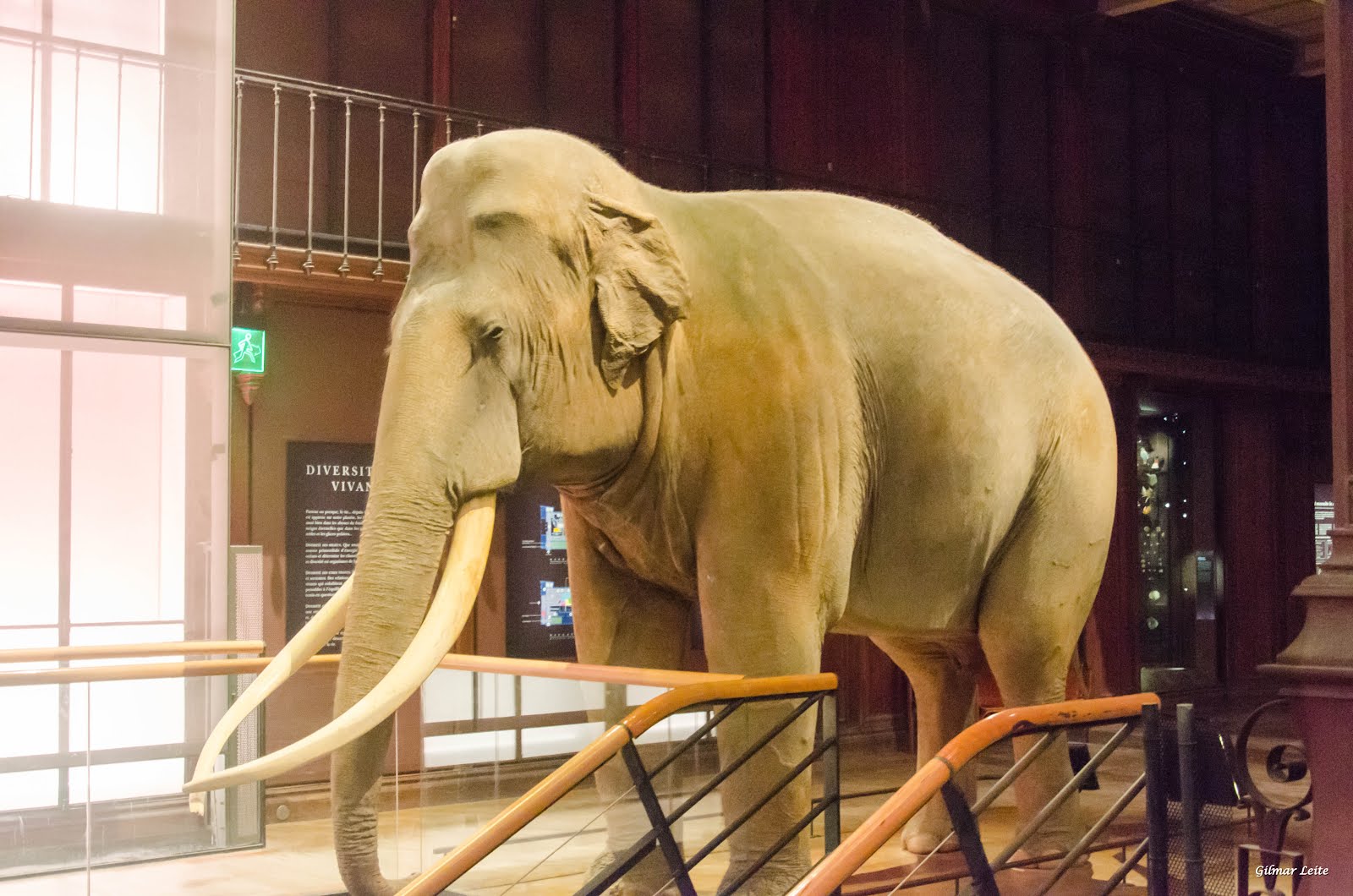 MUSEU DA HISTÓRIA NATURAL  - PARIS