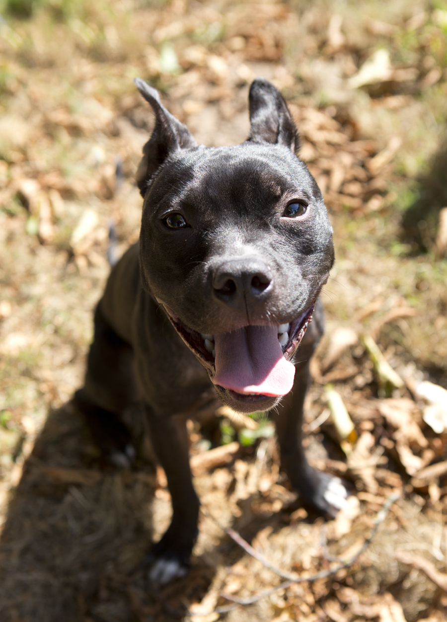 puppies for sale near me craigslist dogs puppies for sale in portland or ebay classifieds newhairstylesformen2014 puppies for sale near me craigslist dogs puppies for sale in portland or ebay classifieds newhairstylesformen2014