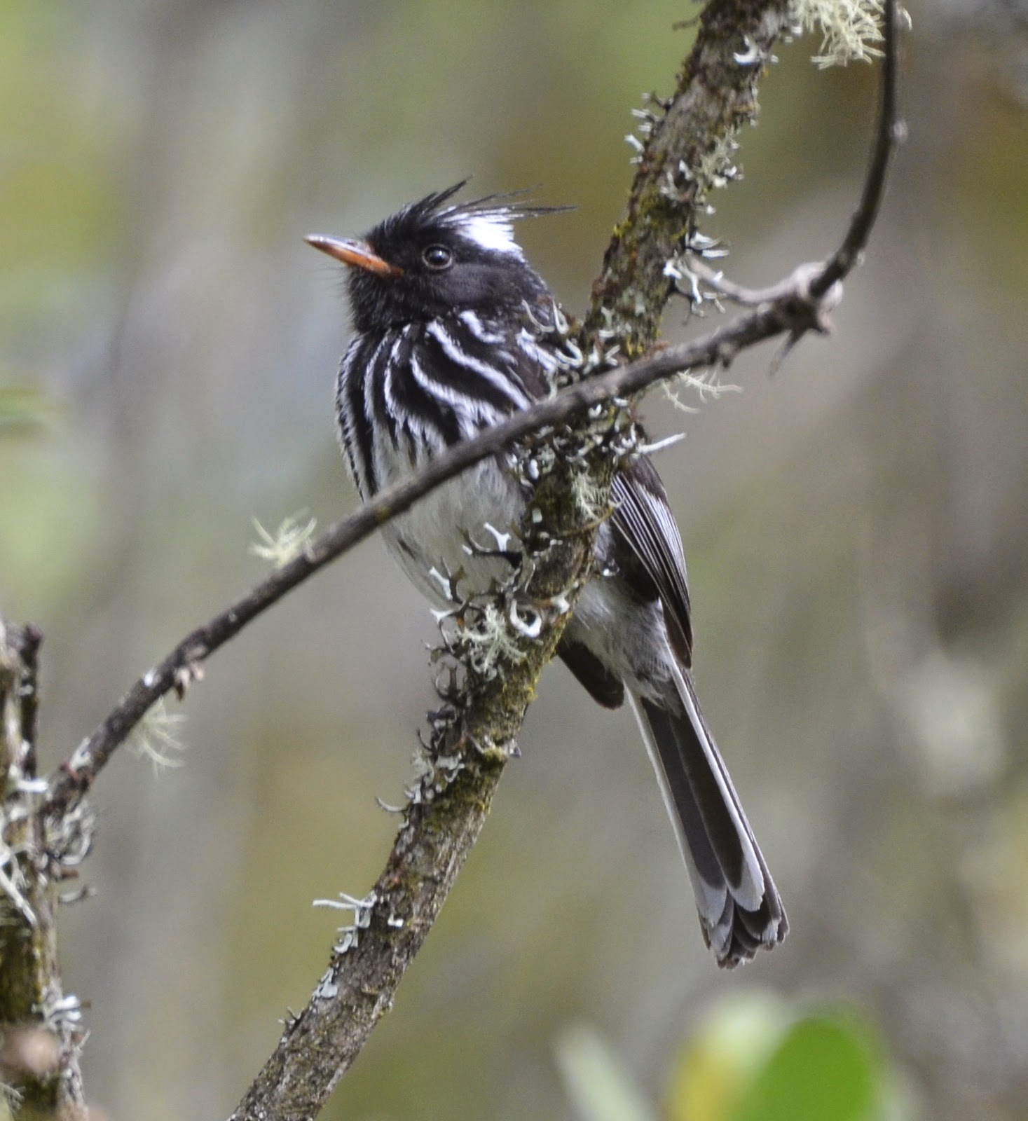 Black-Crested Tit-Tyrant, Anairetes nigrocristatus
