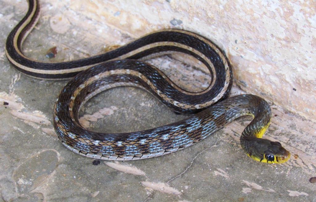 Animal Snapshot Season of Snakes Rain is the cue